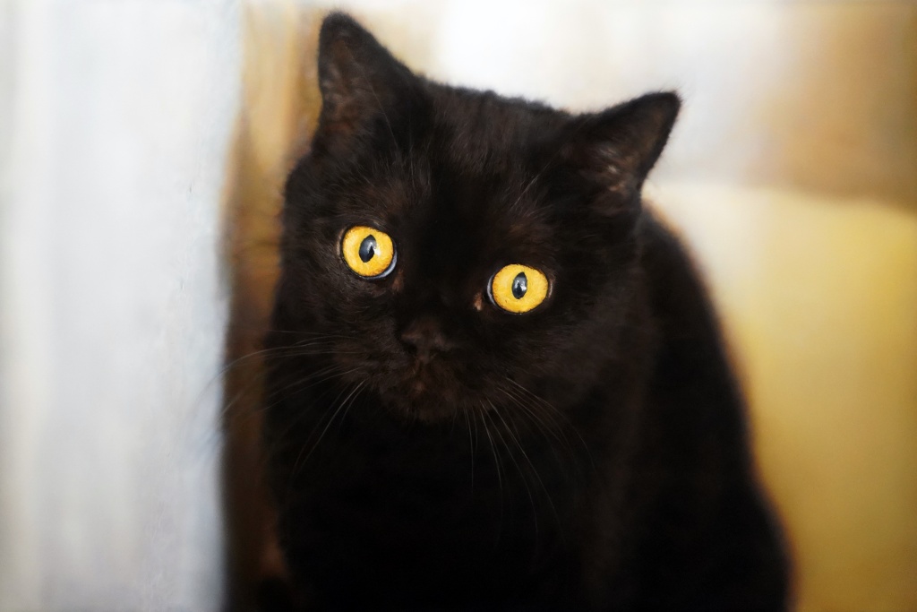 丸山健太 絵画作品