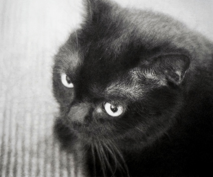 丸山健太 絵画作品